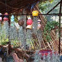 แลกเปลี่ยน แจกพันธ์ไม้ ไม้ดอก ไม้ประดับ