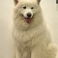 睏了要吃提拉米蘇（1小）