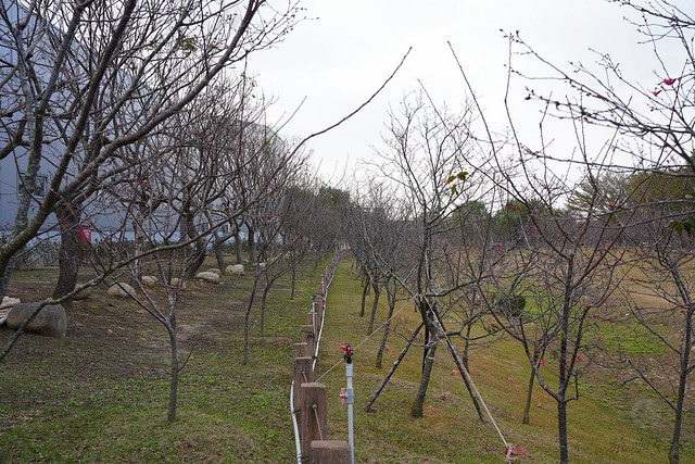 崴立機電櫻花公園