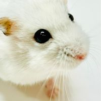 倉鼠討論、聊天群