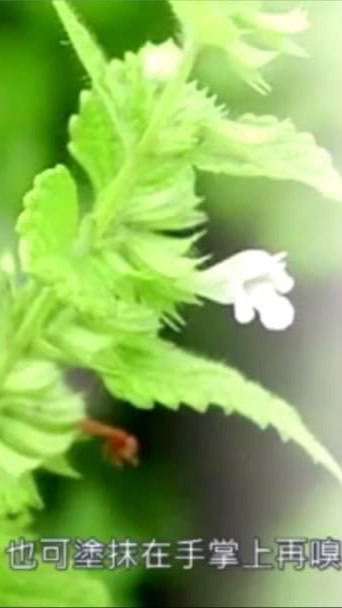 中醫芳療@線上學習