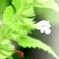 中醫芳療@線上學習