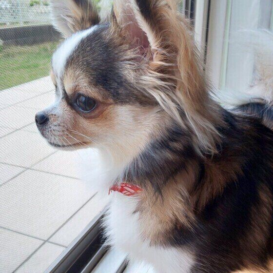 チワワの被毛の種類と個性豊かな毛色まとめ いぬのきもちnews