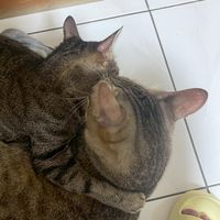 名門公會
