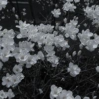 ぎゅっとしてゐてね ⌒ ダーリン ¿　* RKRN 緩也 ハント部屋