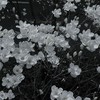 ぎゅっとしてゐてね ⌒ ダーリン ¿　* RKRN 緩也 ハント部屋