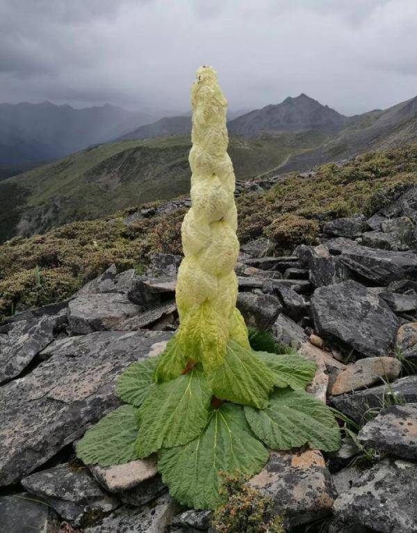 中國男子手撕高山珍稀野生植物貪玩拍片放上網遭網民怒轟 U Travel Line Today