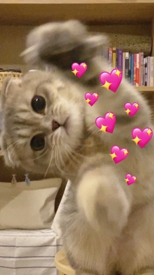 แป๋วแว๊ว รับเลี้ยงเมี๊ยว🐱