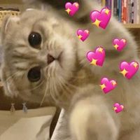 แป๋วแว๊ว รับเลี้ยงเมี๊ยว🐱