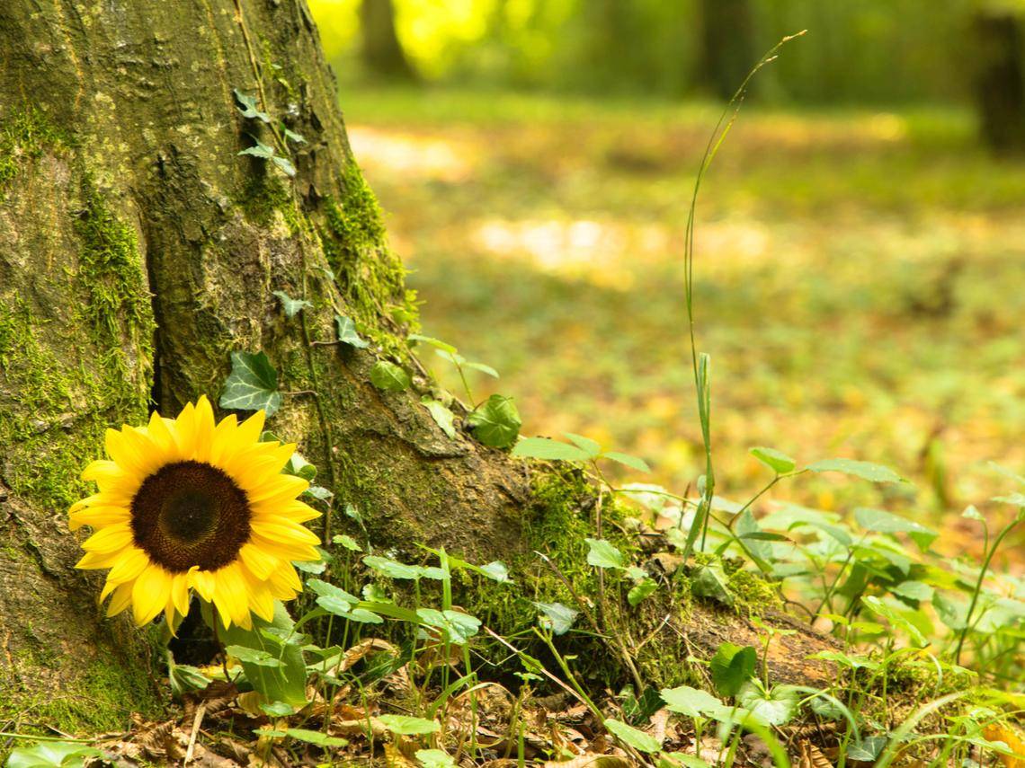 簡單安葬 才能安心說再見 3種愛地球的 綠色殯葬 歸於土地 永續循環更安心 幸福熟齡 Line Today