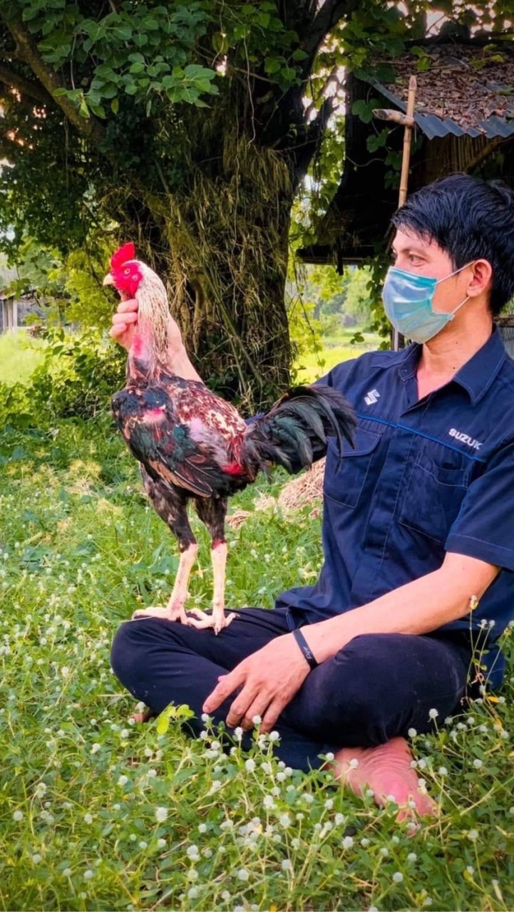 หนุ่มนาแค ไก่ชนคนอุบล