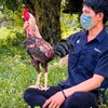 หนุ่มนาแค ไก่ชนคนอุบล