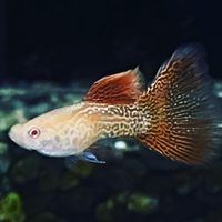 SY’s AquaCommunity