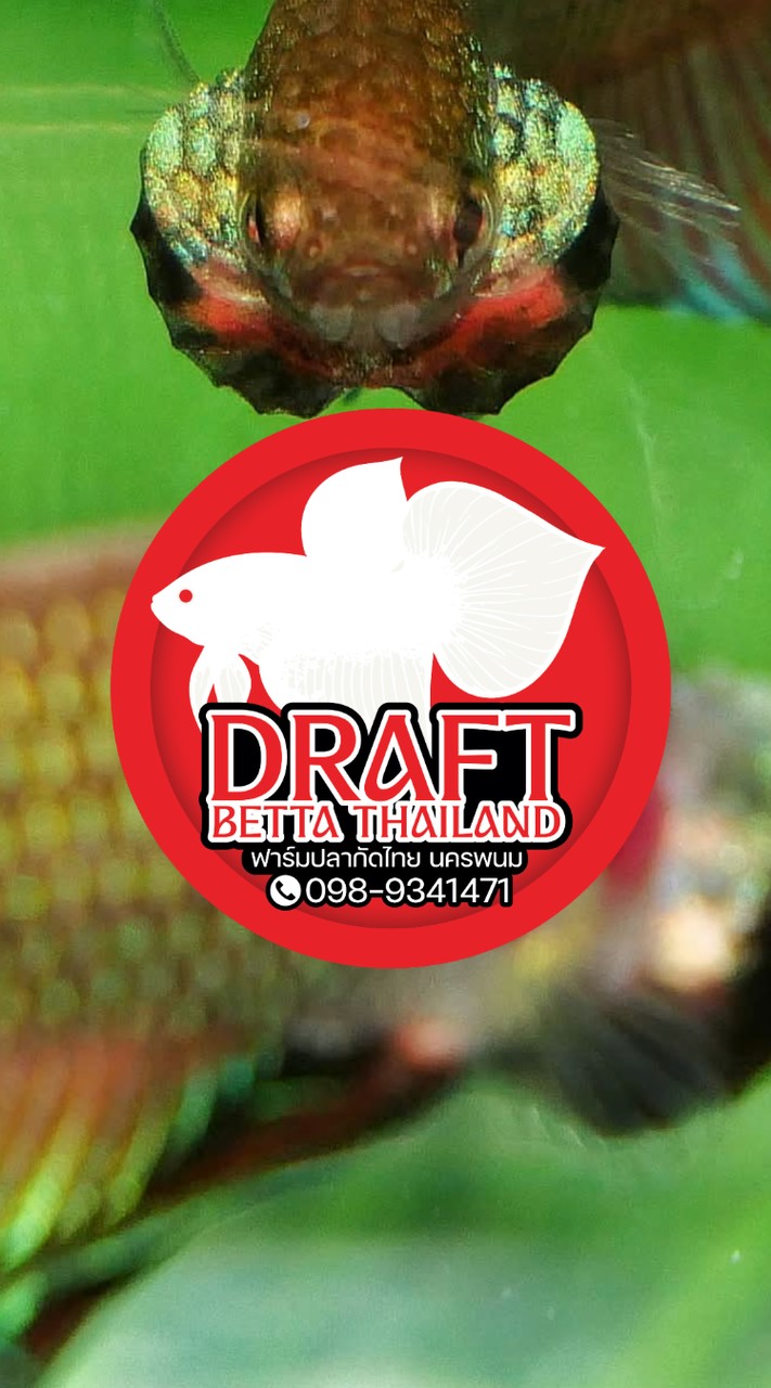 DRAFT BETTA THAILAND 🇹🇭🐠 ฟาร์มปลากัดนครพนม