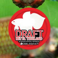 DRAFT BETTA THAILAND 🇹🇭🐠 ฟาร์มปลากัดนครพนม