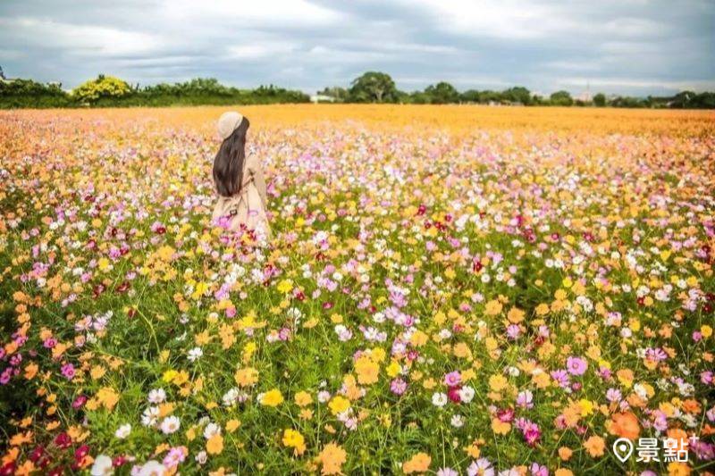 [問題] 富岡這個花海的位置
