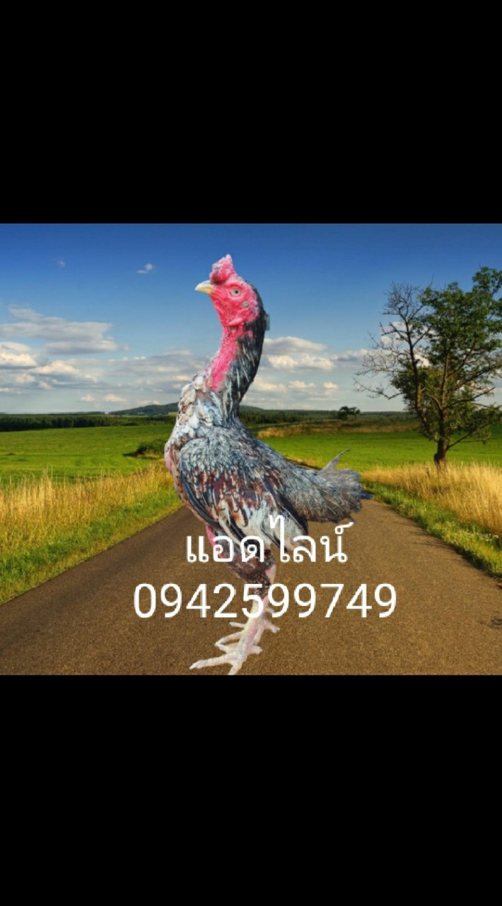 ไก่เยียร์สีสวยงาม