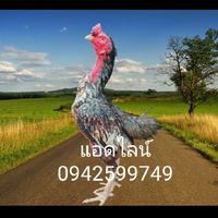 ไก่เยียร์สีสวยงาม