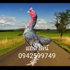 ไก่เยียร์สีสวยงาม