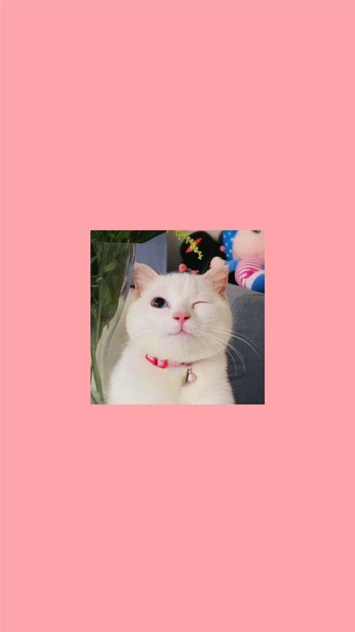 แบ่งปันของใช้แมว