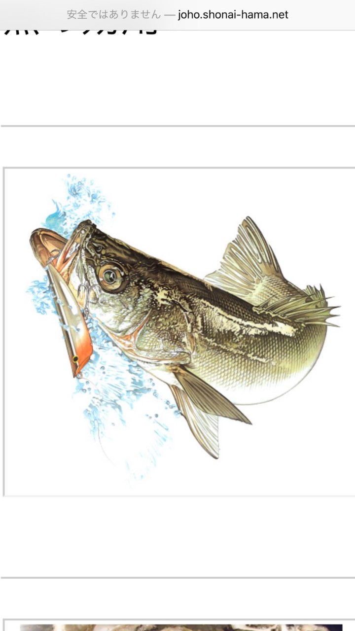【大分】シーバス 情報🎣
