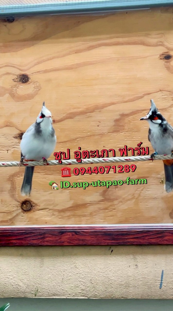 มือใหม่เพาะพันธุ์นกกรงหัวจุก