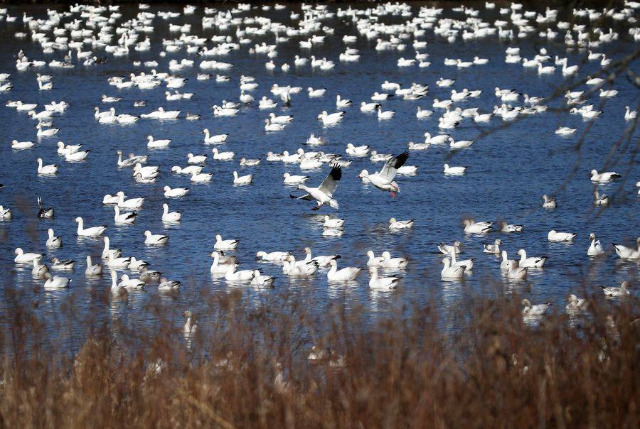 U.S. wildlife habitat sees earlier snow goose migration amid weather ...