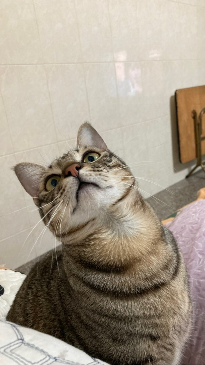 貓哆哆寵物市集