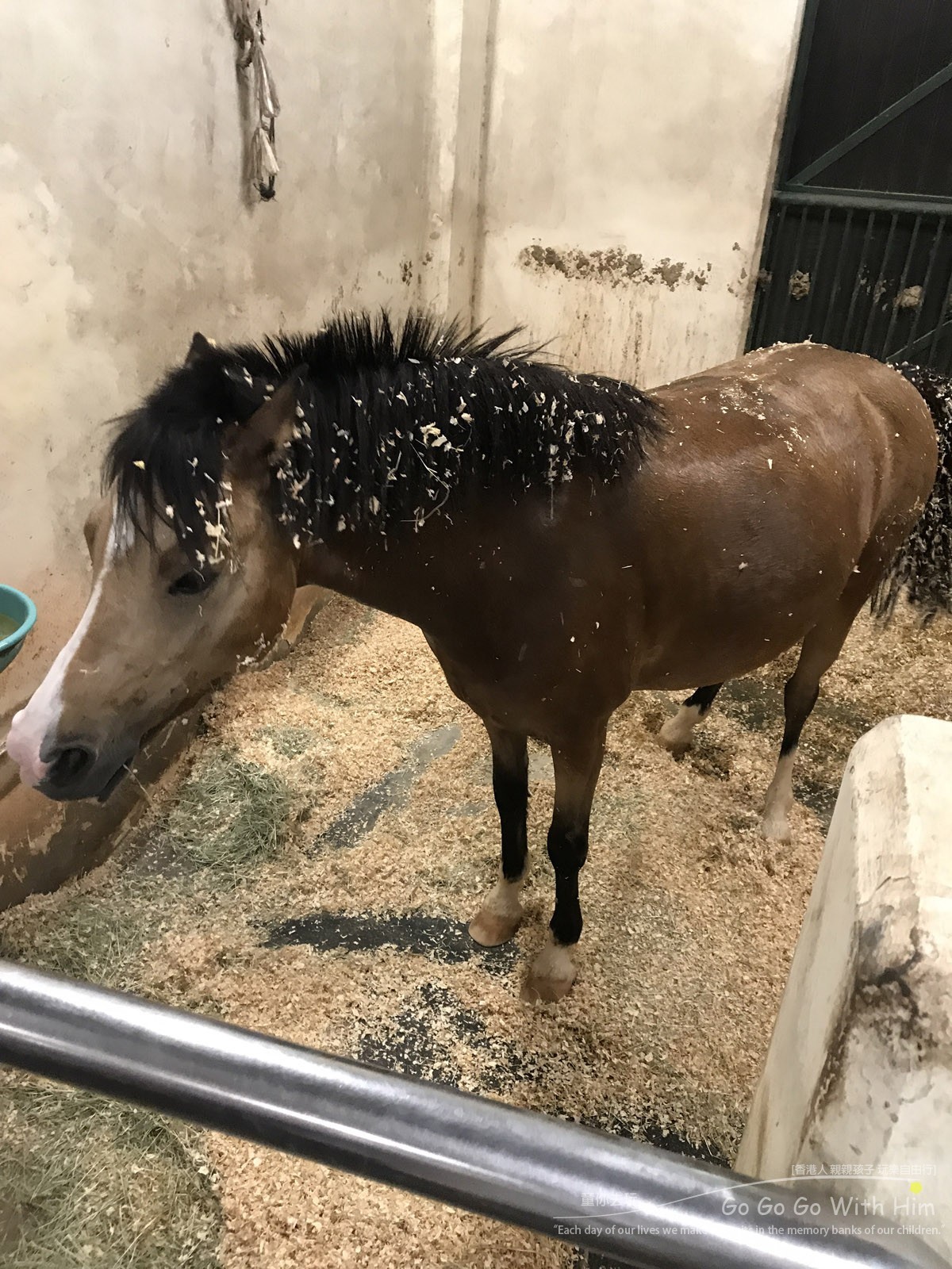 【專欄作家：童你去玩 】教師媽媽帶你去騎馬仔，$5與馬仔全接觸@屯門小馬PARTY | LINE購物
