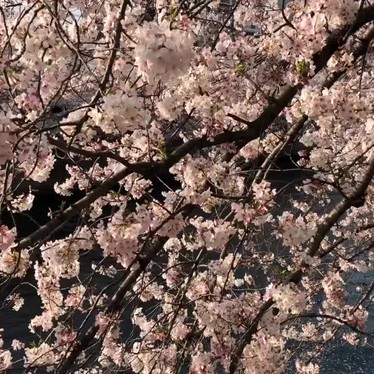 大岡川のundefinedに実際訪問訪問したユーザーunknownさんが新しく投稿した新着口コミの写真