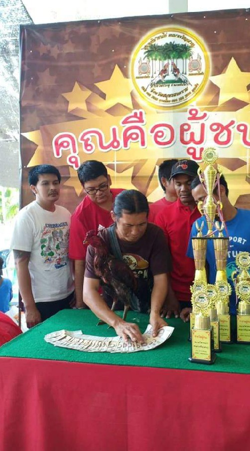 โชว์รูมไก่ชน