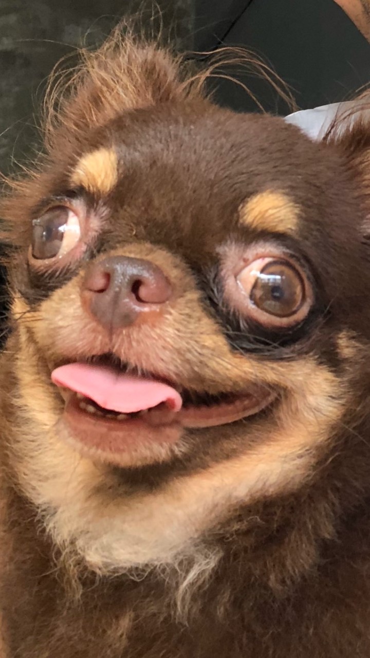 Monster Chihuahua