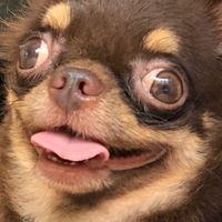 Monster Chihuahua