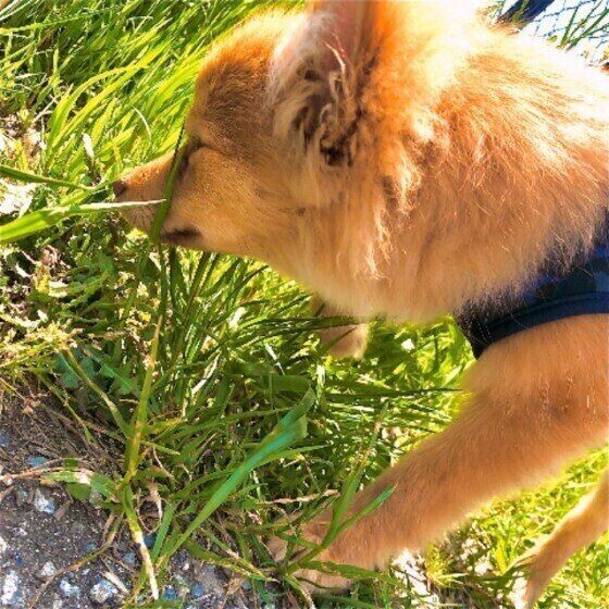 痛みを感じてる 犬が抱っこを嫌がるときに考えられる理由