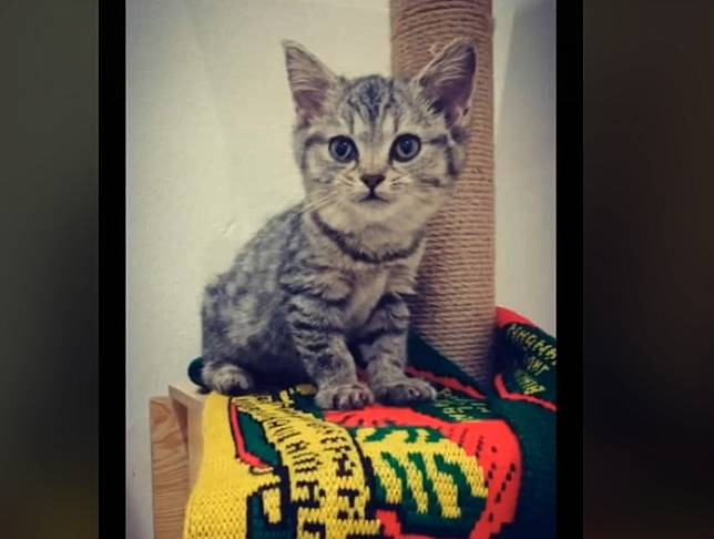 Seorang Pria Rawat Kucing Kecil Lumpuh, Badan Kurus Tak Terdaya 