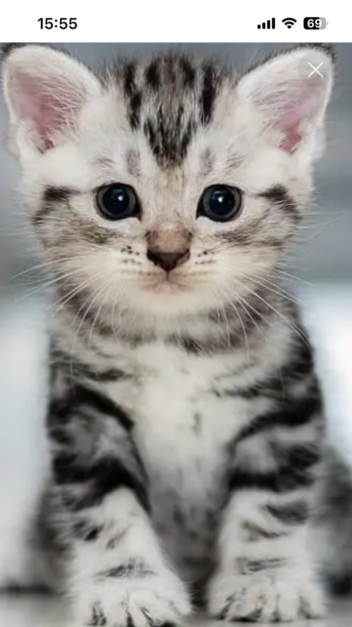 猫好き集まれー！  （猫飼ってなくても良い）