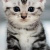 猫好き集まれー！  （猫飼ってなくても良い）