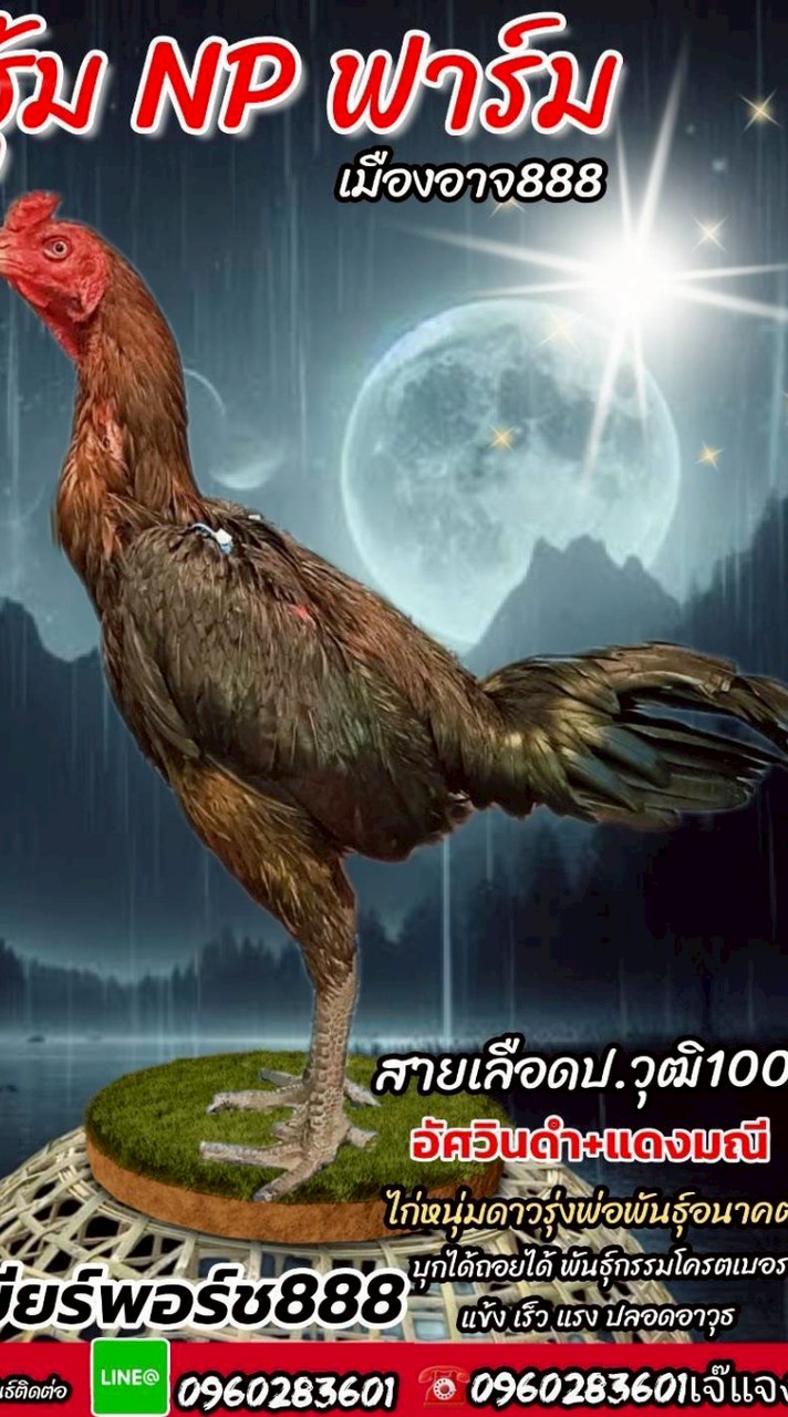 NPฟาร์มเมืองอาจ สายเลือดปวุฒิ💯แหล่งเพาะพันธุ์พม่าเงินล้านสายเล