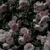 賽子　　桃　　総　攻　／　受