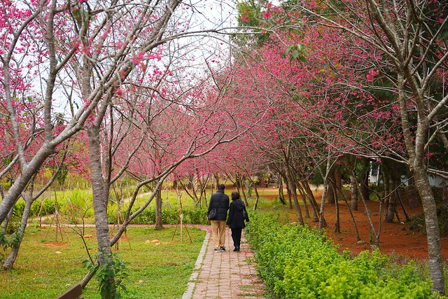 鳥銃頭櫻花公園