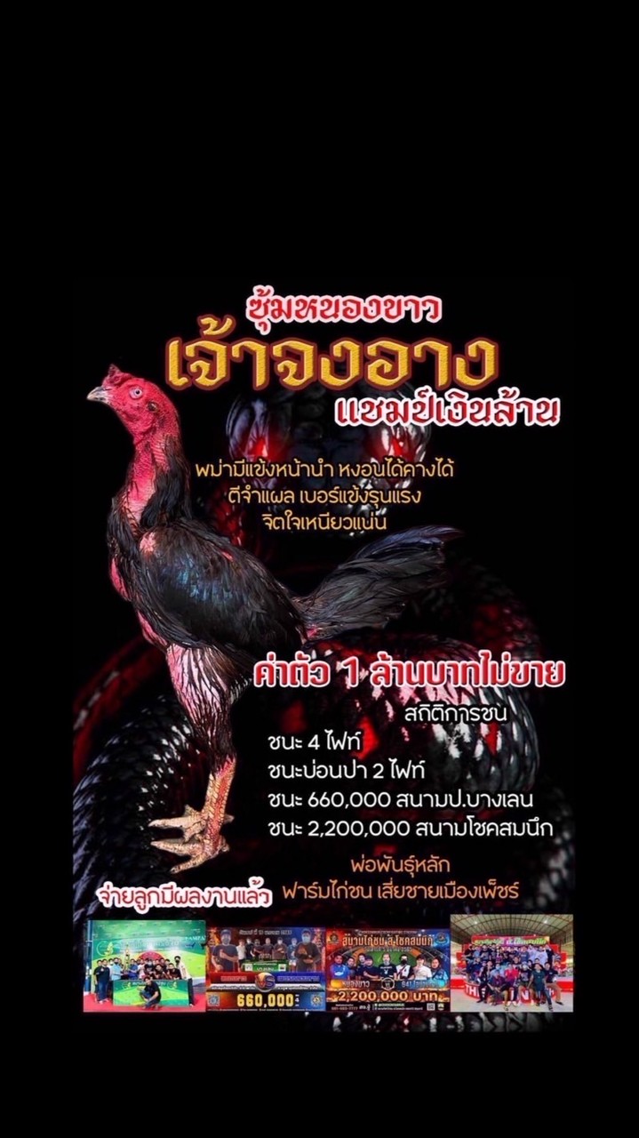 ฟาร์มไก่ชน.เสี่ยชาย เมืองเพ็ชร์ 🐓พม่าเหล่าเจ้า.จงอาง🐍
