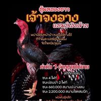 ฟาร์มไก่ชน.เสี่ยชาย เมืองเพ็ชร์ 🐓พม่าเหล่าเจ้า.จงอาง🐍