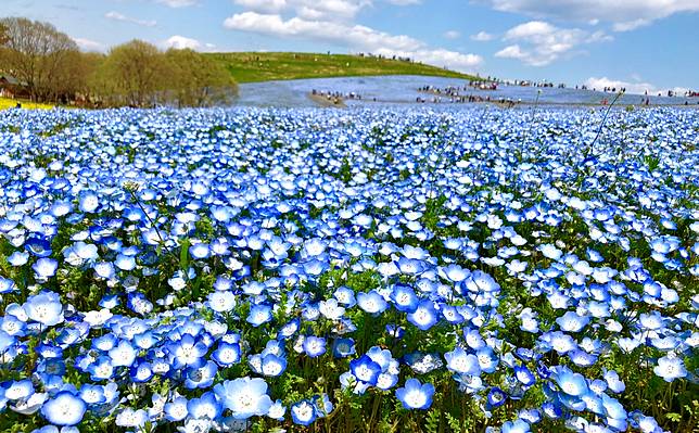 蘇跑旅遊 世界十大浪漫花海茨城縣期間限定藍色粉蝶花 Line Today Line Today