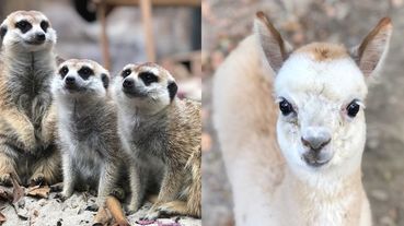 高雄壽山動物園開放露營了！專業夜間生態導覽、和大象、浣熊一起進入夢鄉