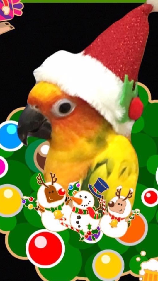 Parrot Cockatoo parakeet Toys