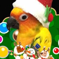 Parrot Cockatoo parakeet Toys