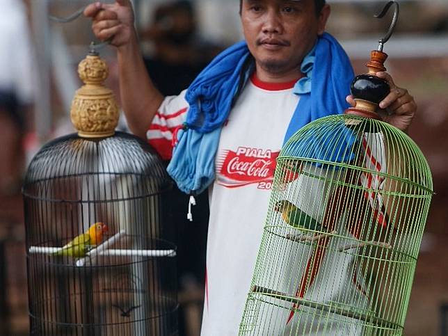 Beberapa Burung Tak Bisa Lagi Ikut Kontes Berkicau