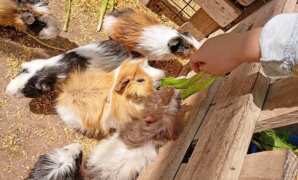 【台北景點】五股準園休閒生態農場-可以餵小動物、釣小龍蝦、看動物的好玩親子景點