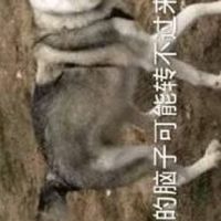 對戲群