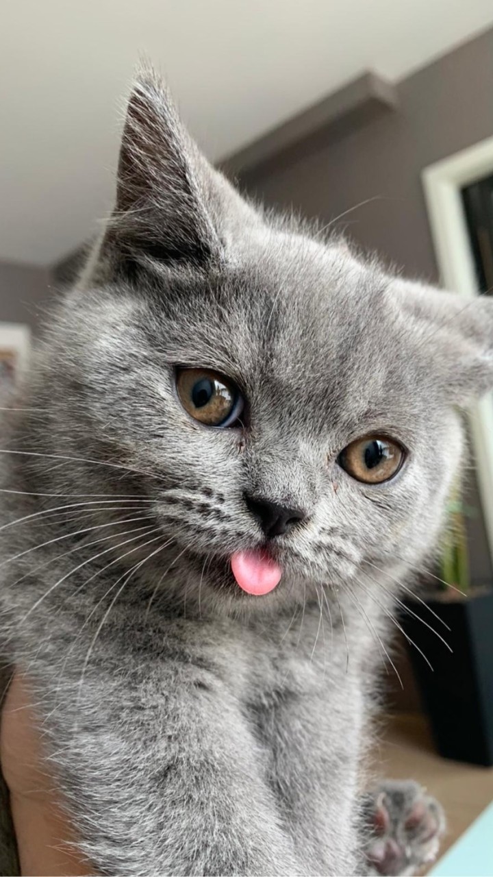 ส่งต่อ แมว สายพันธุ์ British และ scottish shorthair